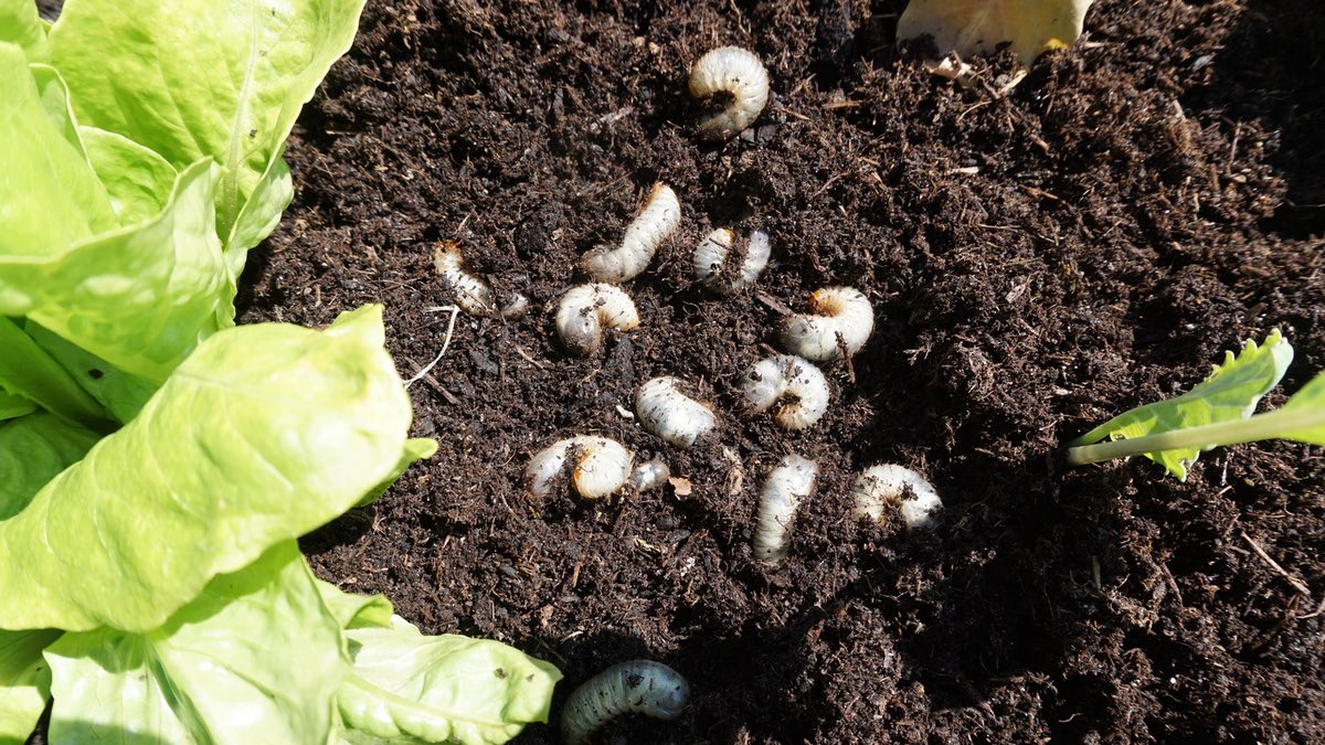 Engerlinge in der Blumenerde.