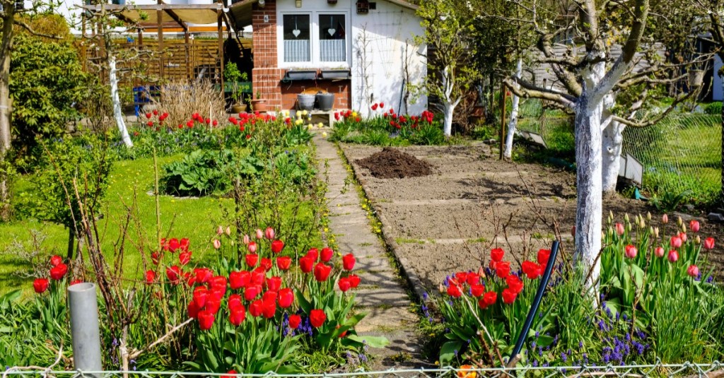 ein Schrebergarten mit Bäumen, deren Stämme mit einem Kalkanstrich eingepinselt wurden