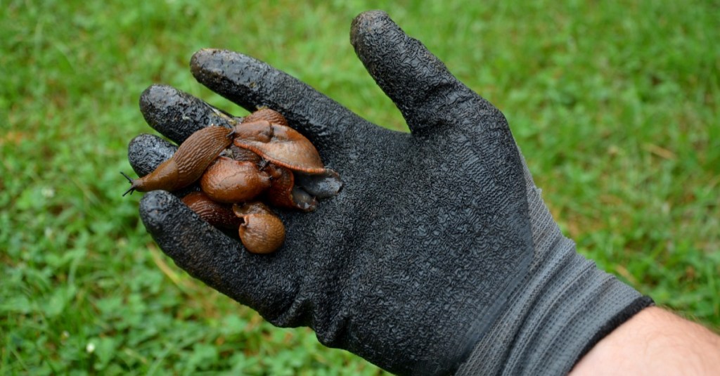 Eine Hand mit einem Gartenhandschuh hält einige Nacktschnecken