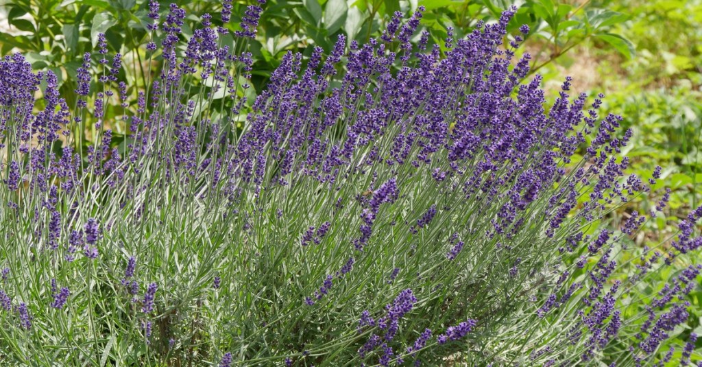 Lavendel in einem Garten.