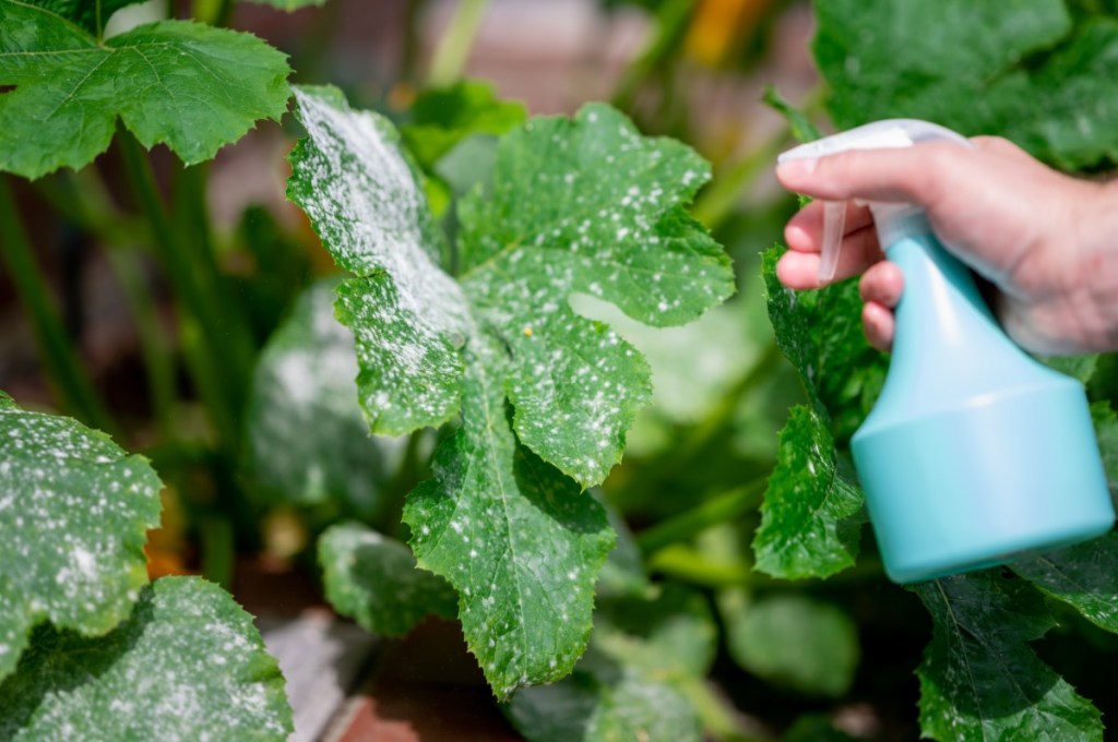 Garten: So bekämpfst du Mehltau effektiv an deinen Pflanzen
