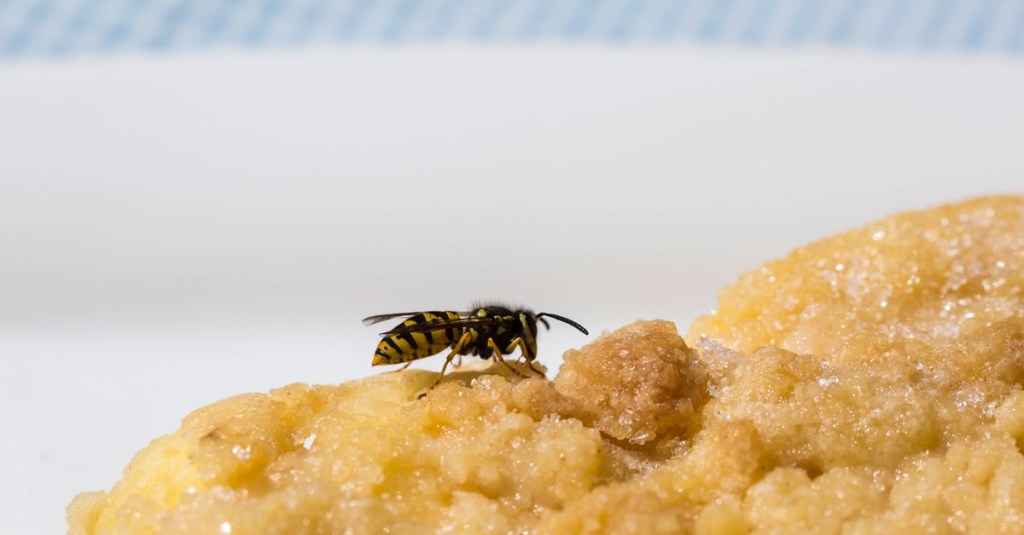 Wespe auf einem Kuchen.