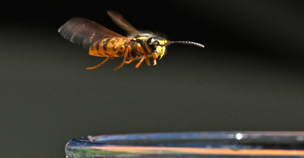 Wespe fliegt auf ein Glas zu.