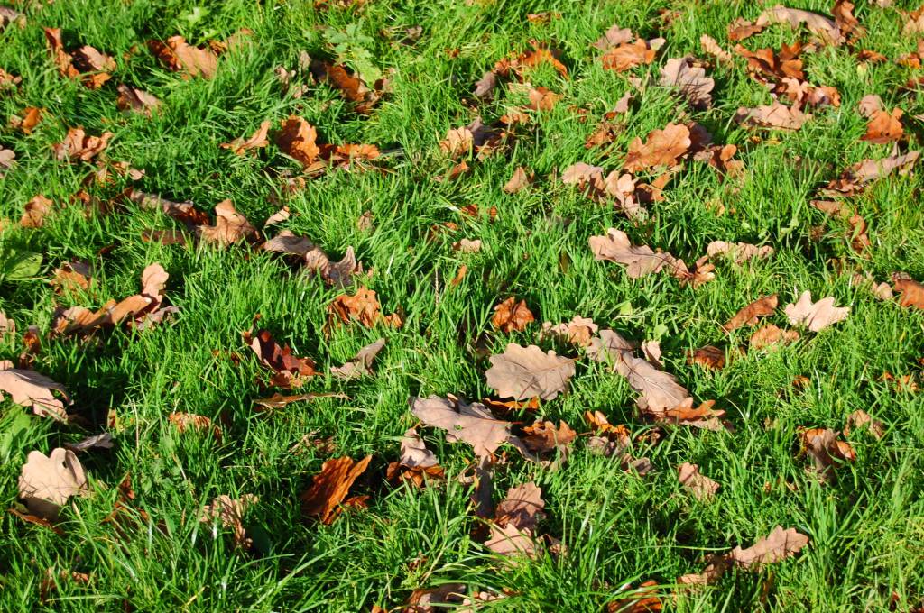 Herbstlaub liegt auf Rasen.