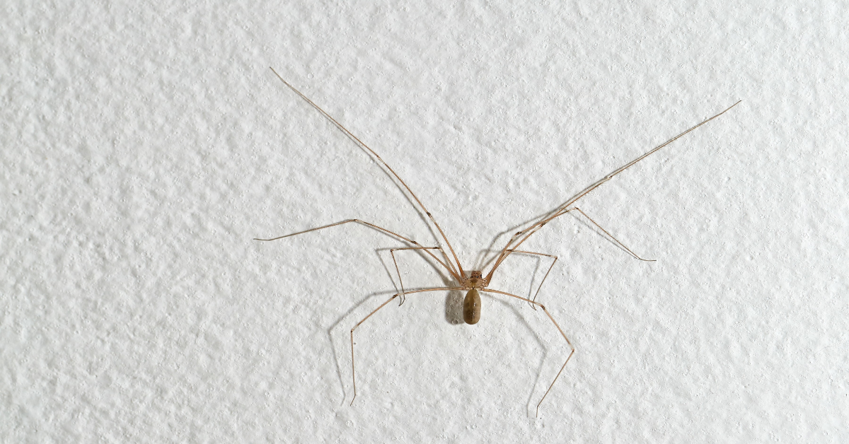 Hausspinne an einer Wand.