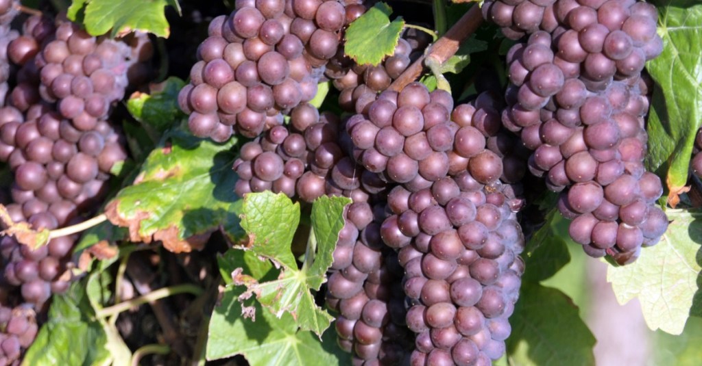 Erntereife blaue Trauben aus dem Weinanbaugebiet Rheinhessen