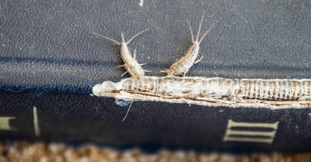 Silberfische fressen ein Buch.