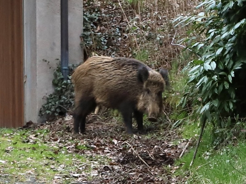 Ein Wildschwein in einem Wohngebiet.