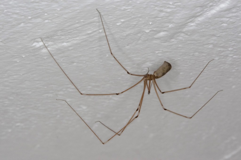 Eine Zitterspinne sitzt an einer weißen Zimmerdecke.
