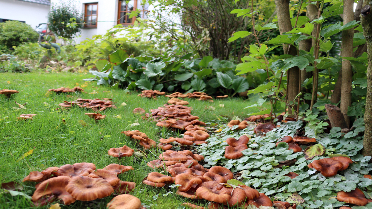 Viele Pilze wachsen auf dem Rasen eines Gartens.