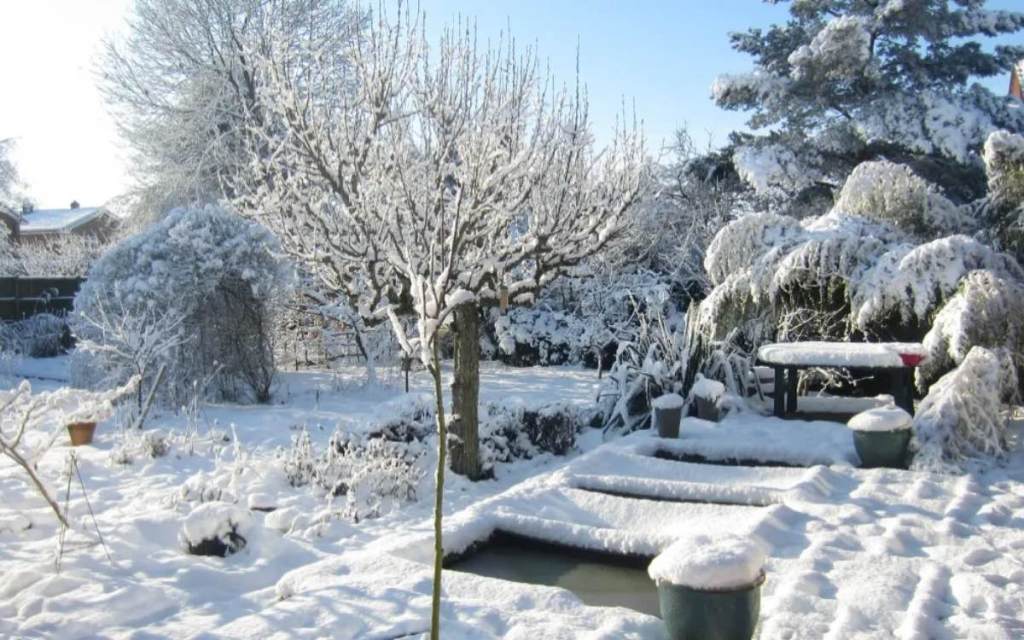 Ein zugeschneiter Garten im Winter mit Schnee auf Bäumen und Rasen.