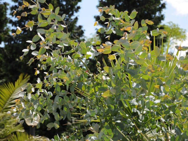 Eukalyptus Pflege: ein Eukalyptus gunnii wächst im Garten