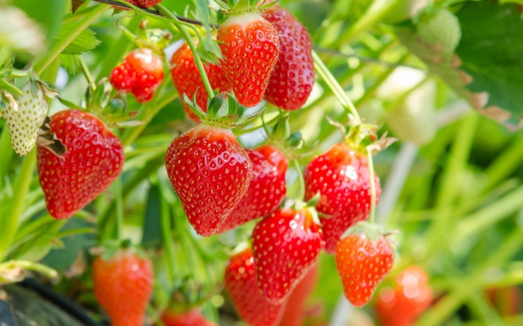 Garten: Jetzt Erdbeeren anbauen –Warum der August der beste Monat ist