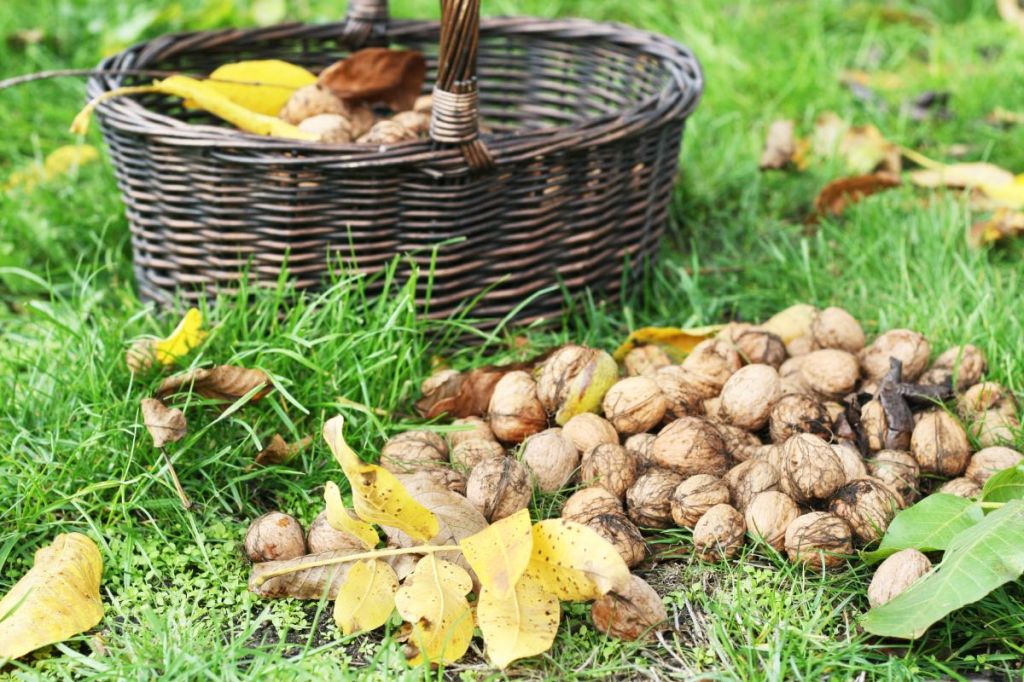 Walnüsse trocknen: Darum lohnt sich das Trocknen