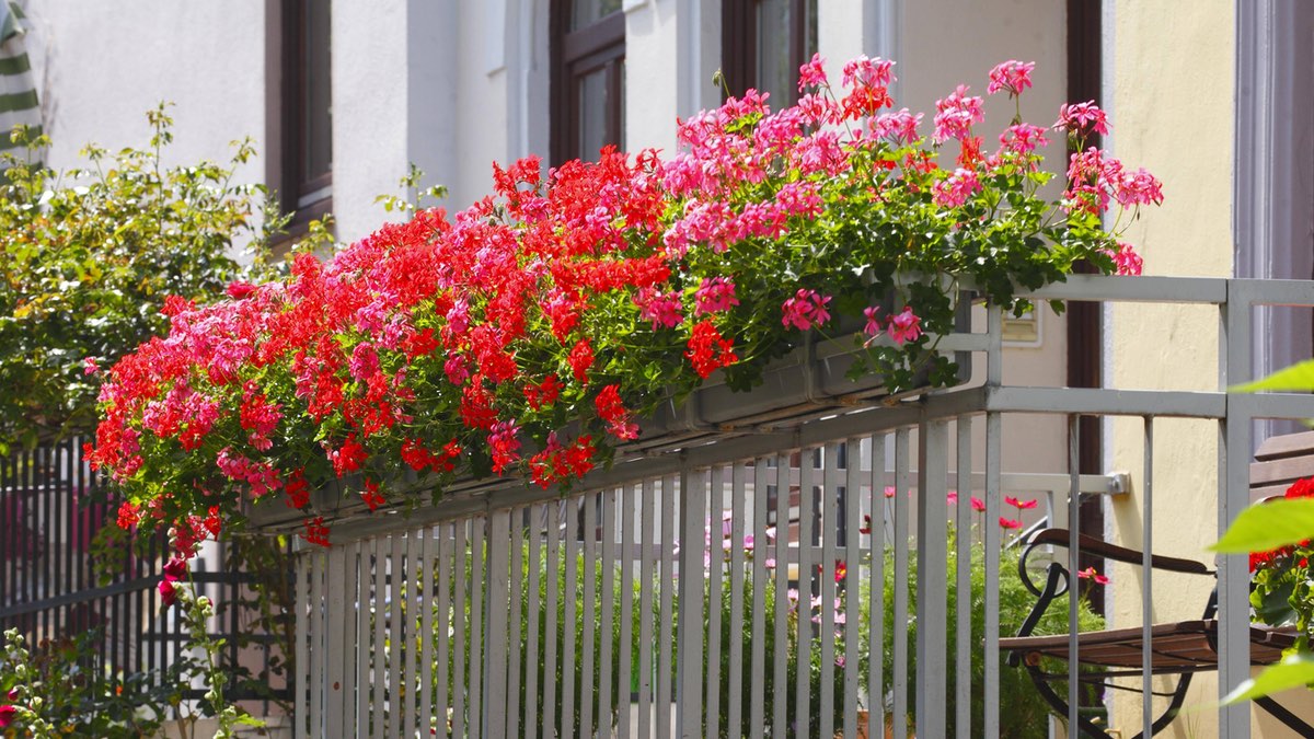 Geranien wachsen in Blumenkörben auf einem Balkon.