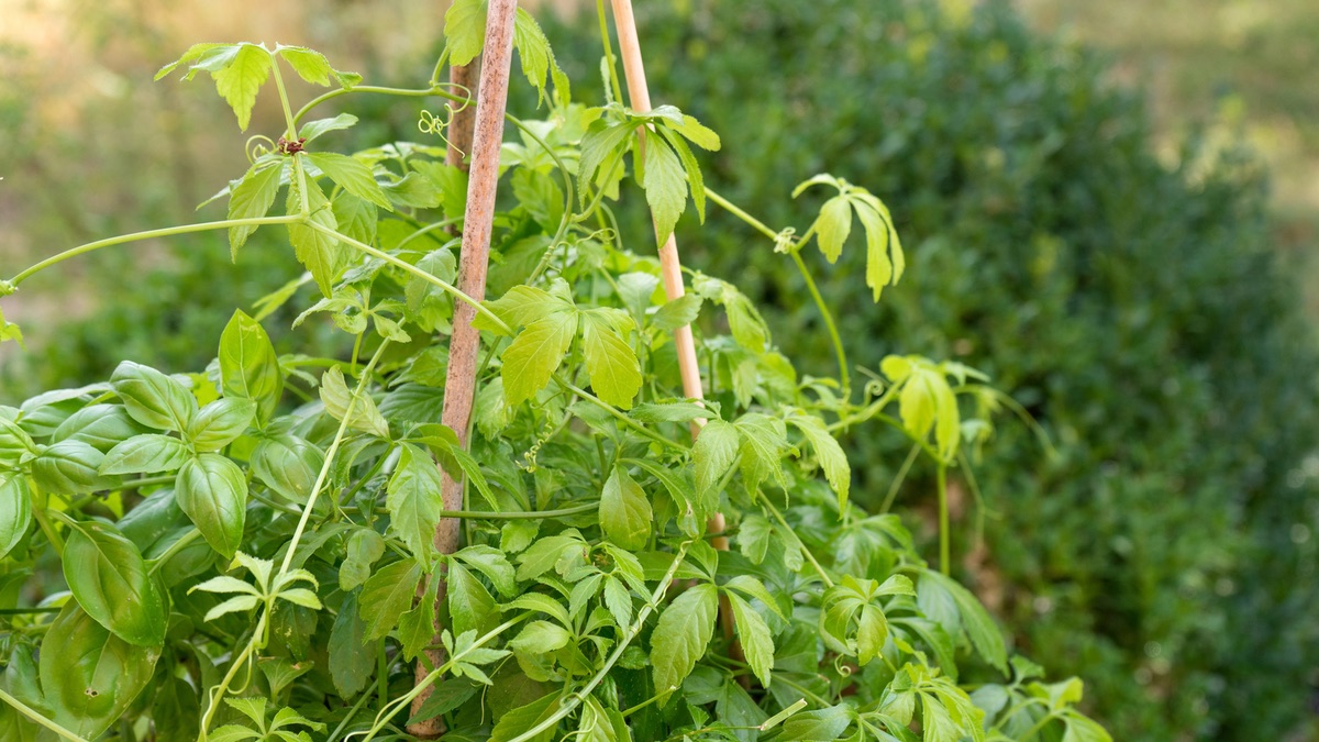 Kraut der Unsterblichkeit (Jiaogulan) wächst in einem Garten.