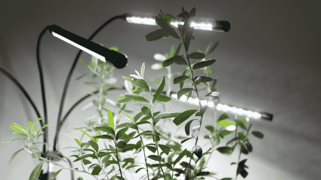 Olivenbaum in der Wohnung, Pflanzenlampen