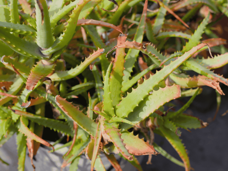 Aloe Vera Standort, gelbe Spitzen