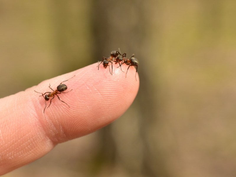 Ameisen krabbeln auf einem Finger