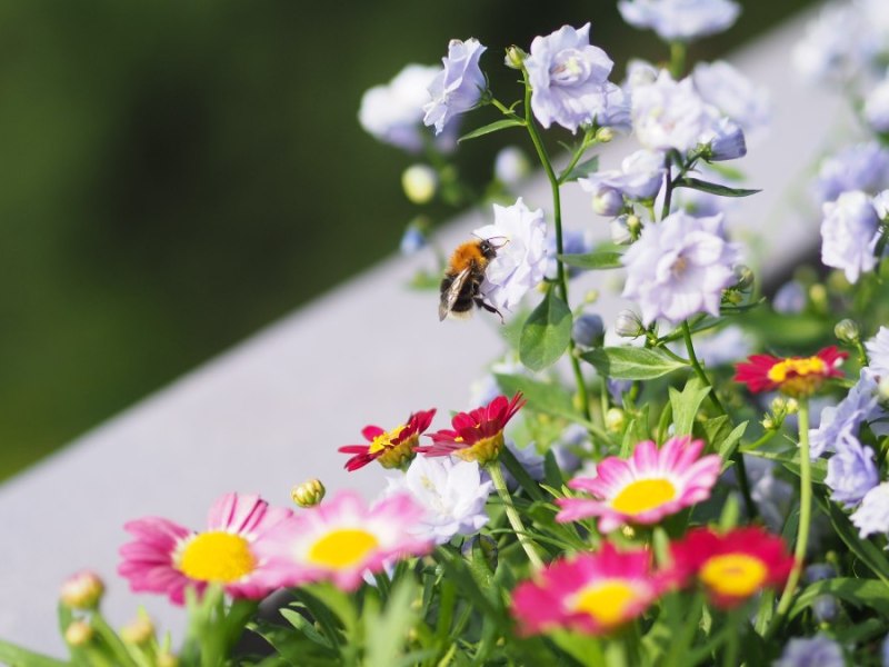 Eine Biene saugt an einer Balkonblume.
