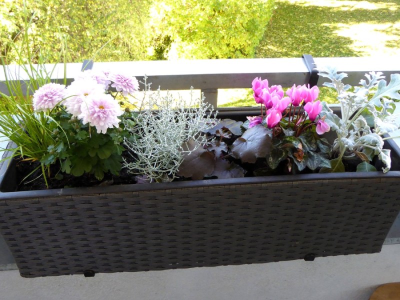 ein Blumenkasten hängt innen an einem Balkongeländer