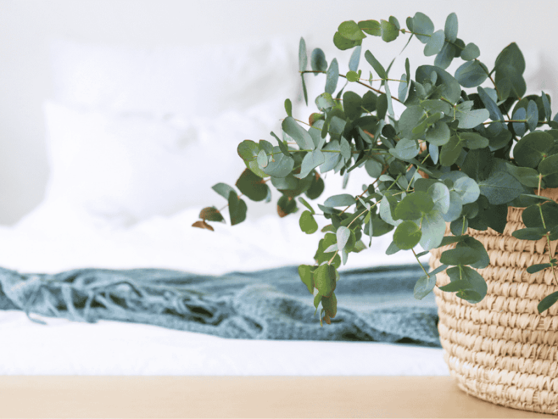 Eukalyptus Zimmerpflanze im Bastkorb im Schlafzimmer