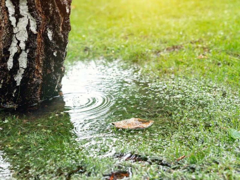 Garten: So bereitest du deinen Garten auf künftige Wetterextreme vor