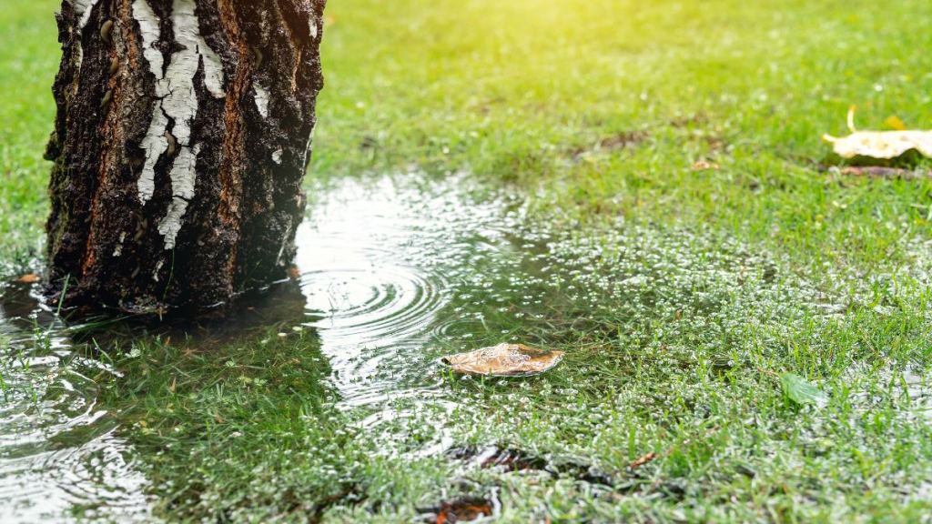 Garten: So bereitest du deinen Garten auf künftige Wetterextreme vor