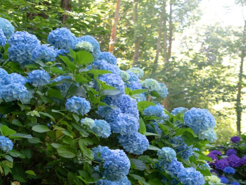 Blaue Hortensien in einem Garten.