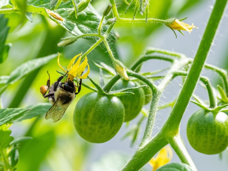 eine Hummel sitzt auf einer Tomatenpflanze