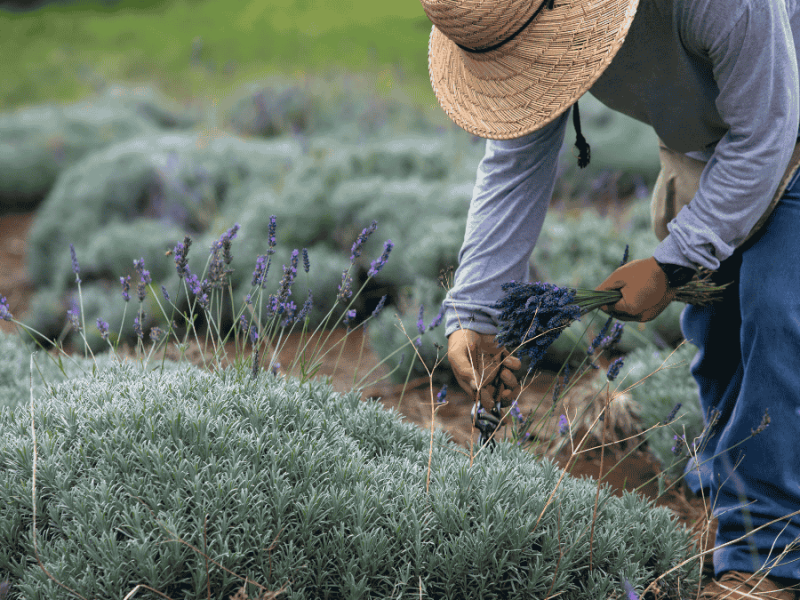 Lavendel verholzt, Mann schneidet ihn zurück