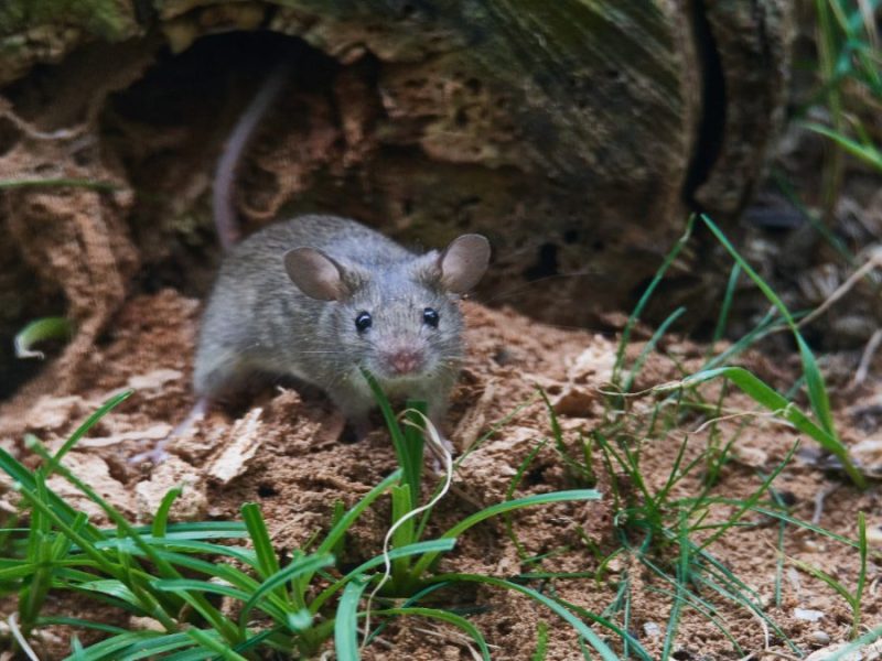 Eine Maus im Garten.