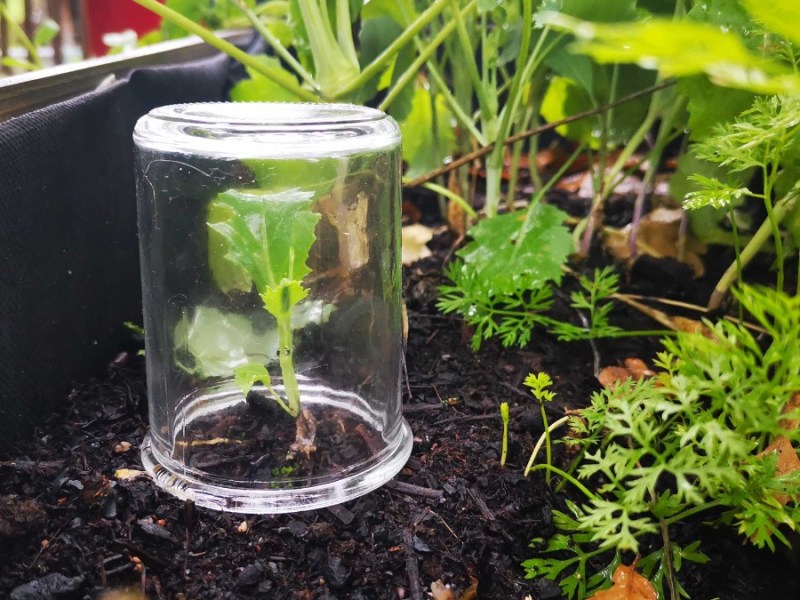ein Einmachglas ist als Mini-Gewächshaus über eine junge Gemüsepflanze gestülpt