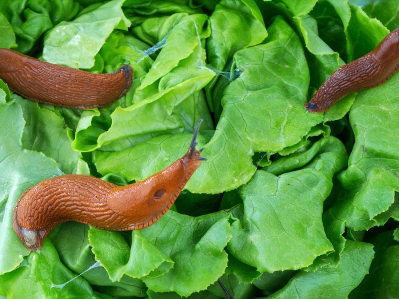 Nacktschnecken vertilgen Salat im Garten.