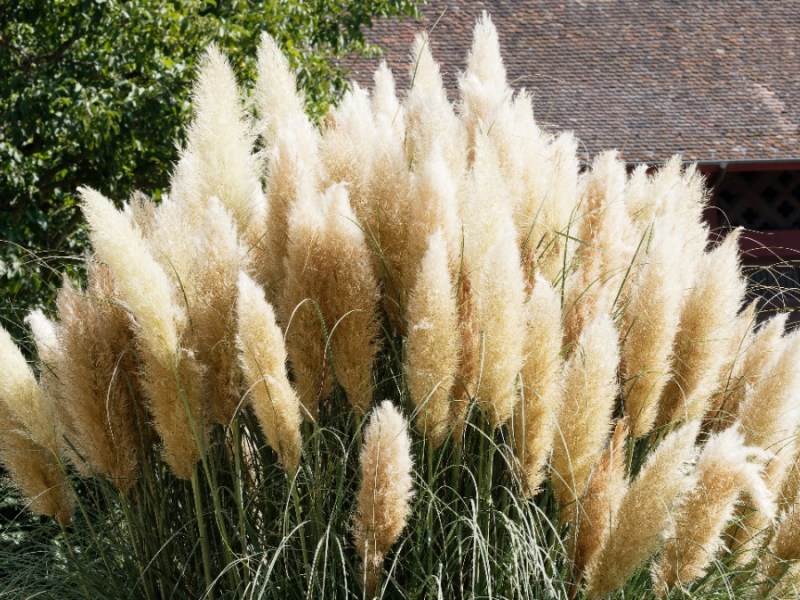 Blühendes Pampasgras in einem Garten
