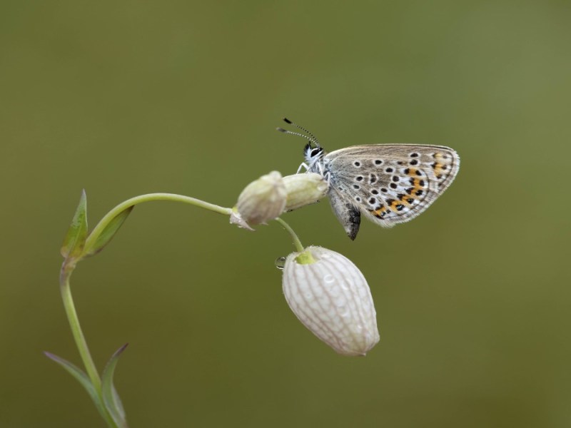 Eine Motte auf einer Blume.