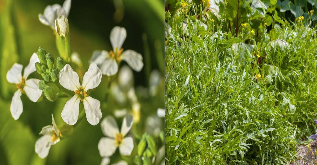 Ein blühender Rucola.