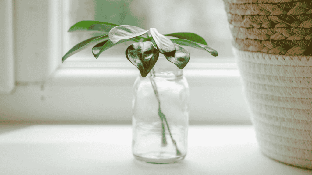 Schefflera vermehren, Scheffleraableger in Glasvase auf Fensterbrett