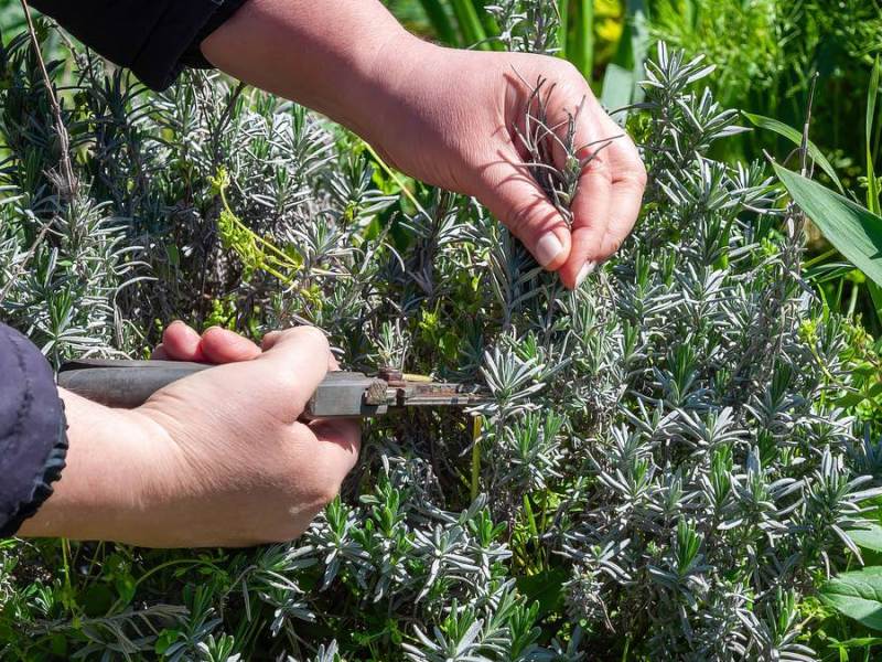 Lavendel schneiden: Jemand nimmt einen Sommerschnitt vor, damit der Lavendel noch ein zweites Mal blüht.