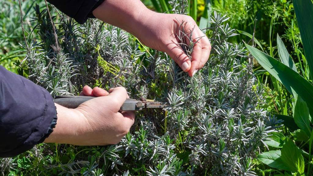 Garten: Lavendel liebt den Sommerschnitt – jetzt die zweite Blüte vorbereiten