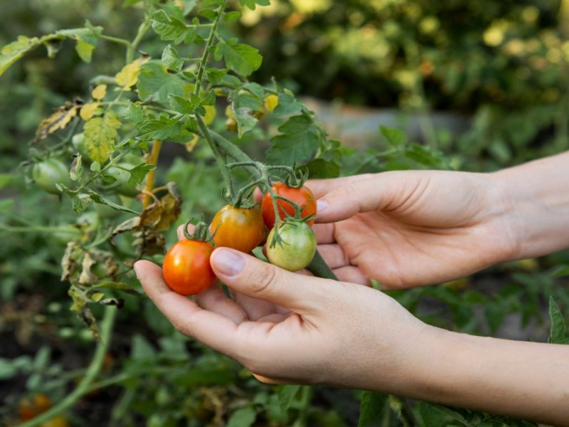 Person hält unreife Tomaten in der Hand.