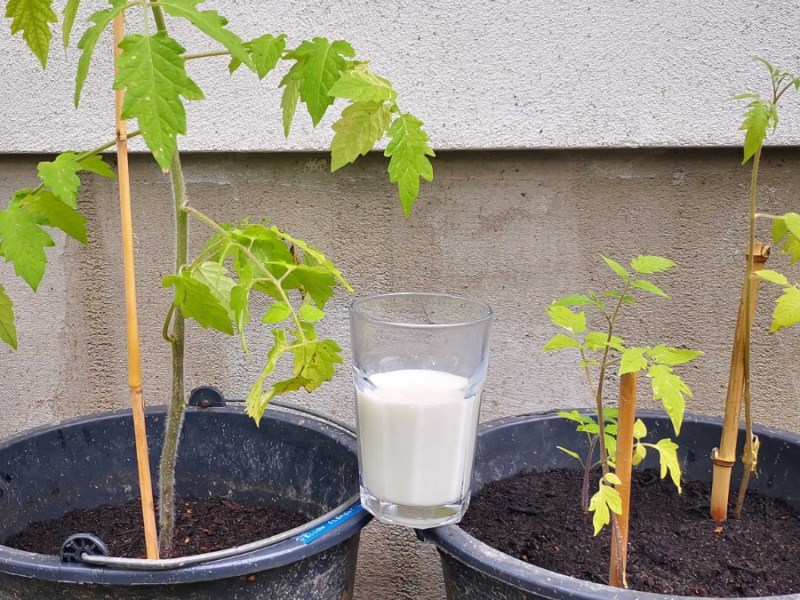 zwei Tomatenpflanzen und ein Glas Milch