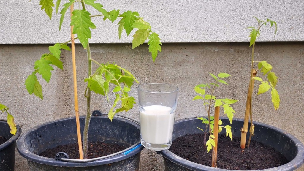 Garten: Wie wirkungsvoll ist Milch als Tomatendünger?
