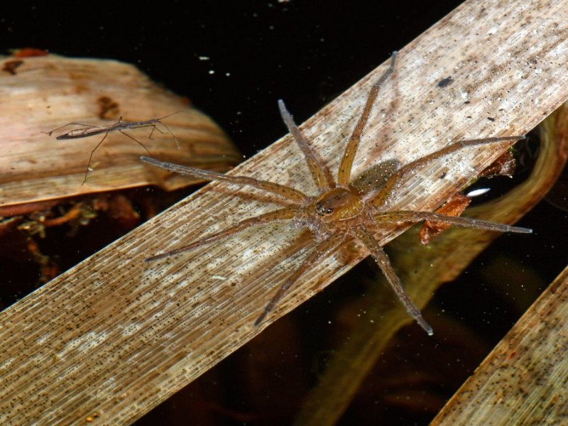 Die Gerandete Wasserspinne auf einem Gewässer.