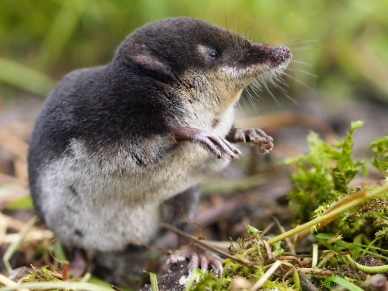 eine Wasserspitzmaus