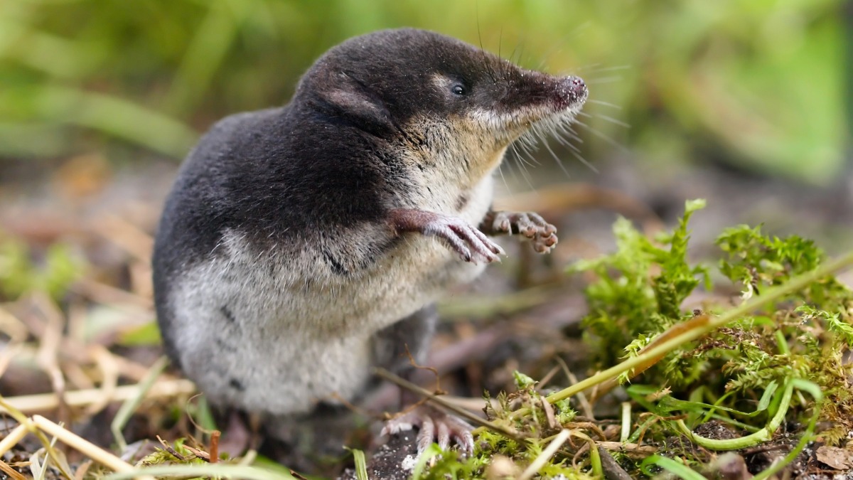 eine Wasserspitzmaus